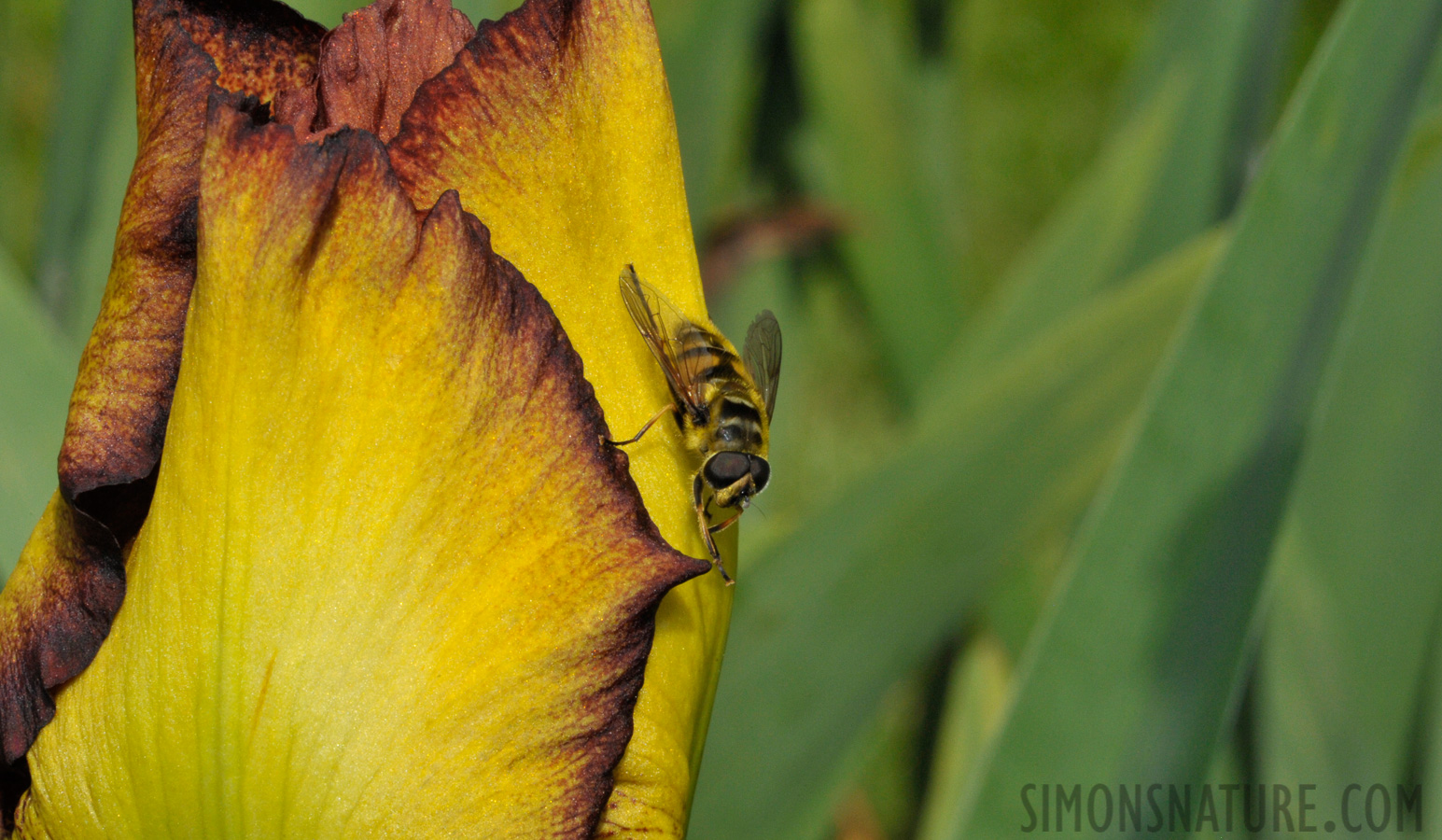 Syrphus ribesii [105 mm, 1/250 Sek. bei f / 32, ISO 1600]